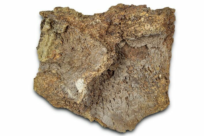 Fossil Dinosaur Bone Section - Wyoming #331059